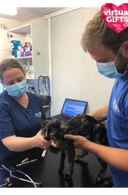 Vet health check