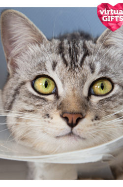 Cat spay
