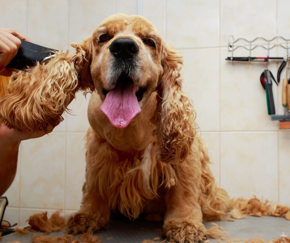 Treat a rescue to a groom