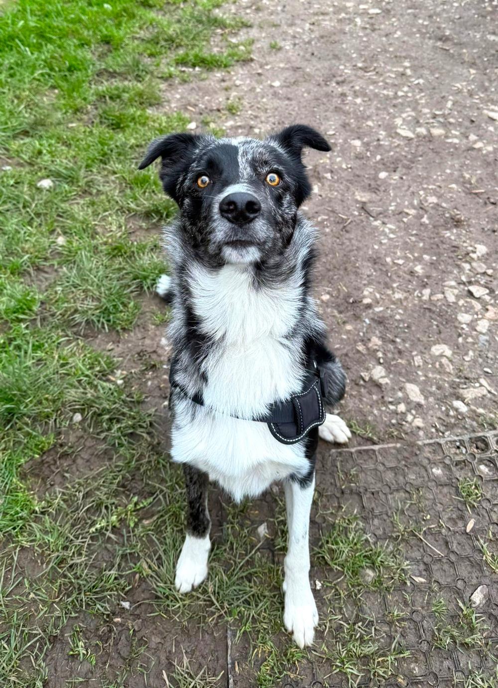 Heath, a 2 years old male Collie available for adoption from St Giles Animal Welfare in Taunton, Somerset