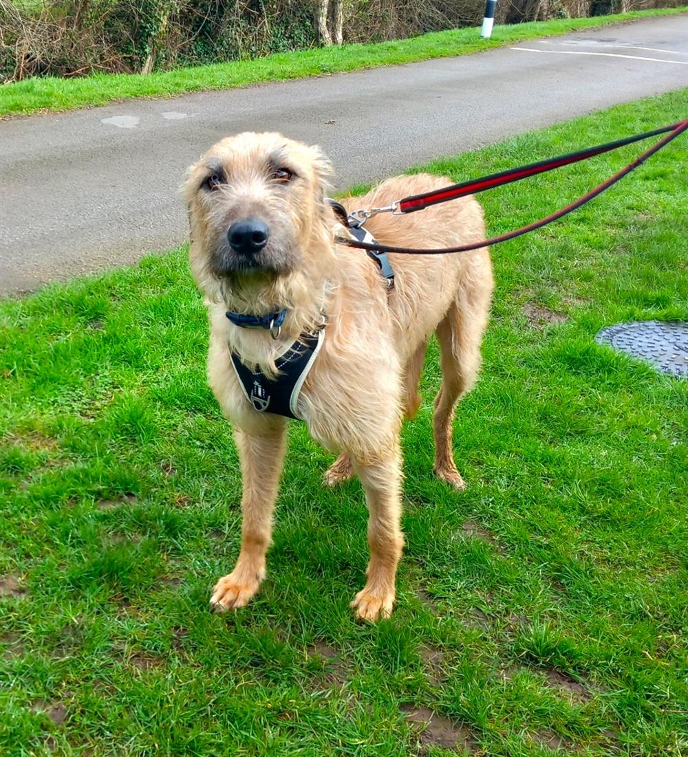 Malu, a 3 years old male Lurcher x Irish Wolfhound available for adoption from St Giles Animal Welfare in Taunton, Somerset