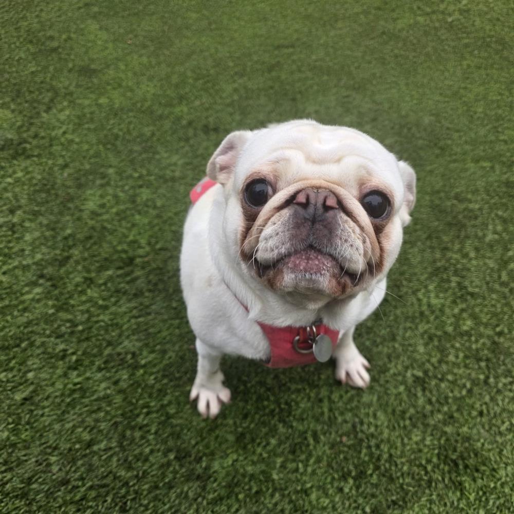 Daffy, a 2 years old female Pug available for adoption from St Giles Animal Welfare in Taunton, Somerset