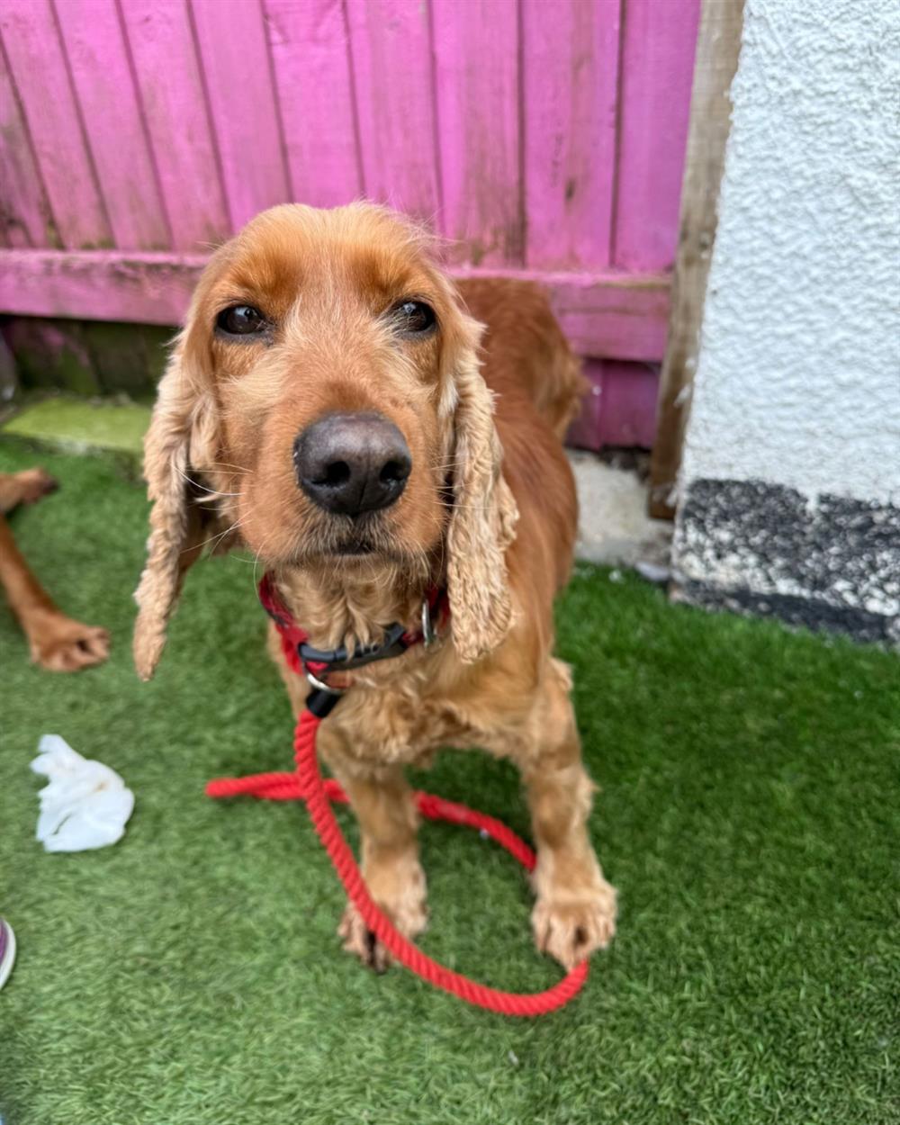 Meadow, a 6 years old female Cocker Spaniel available for adoption from St Giles Animal Welfare in Taunton, Somerset