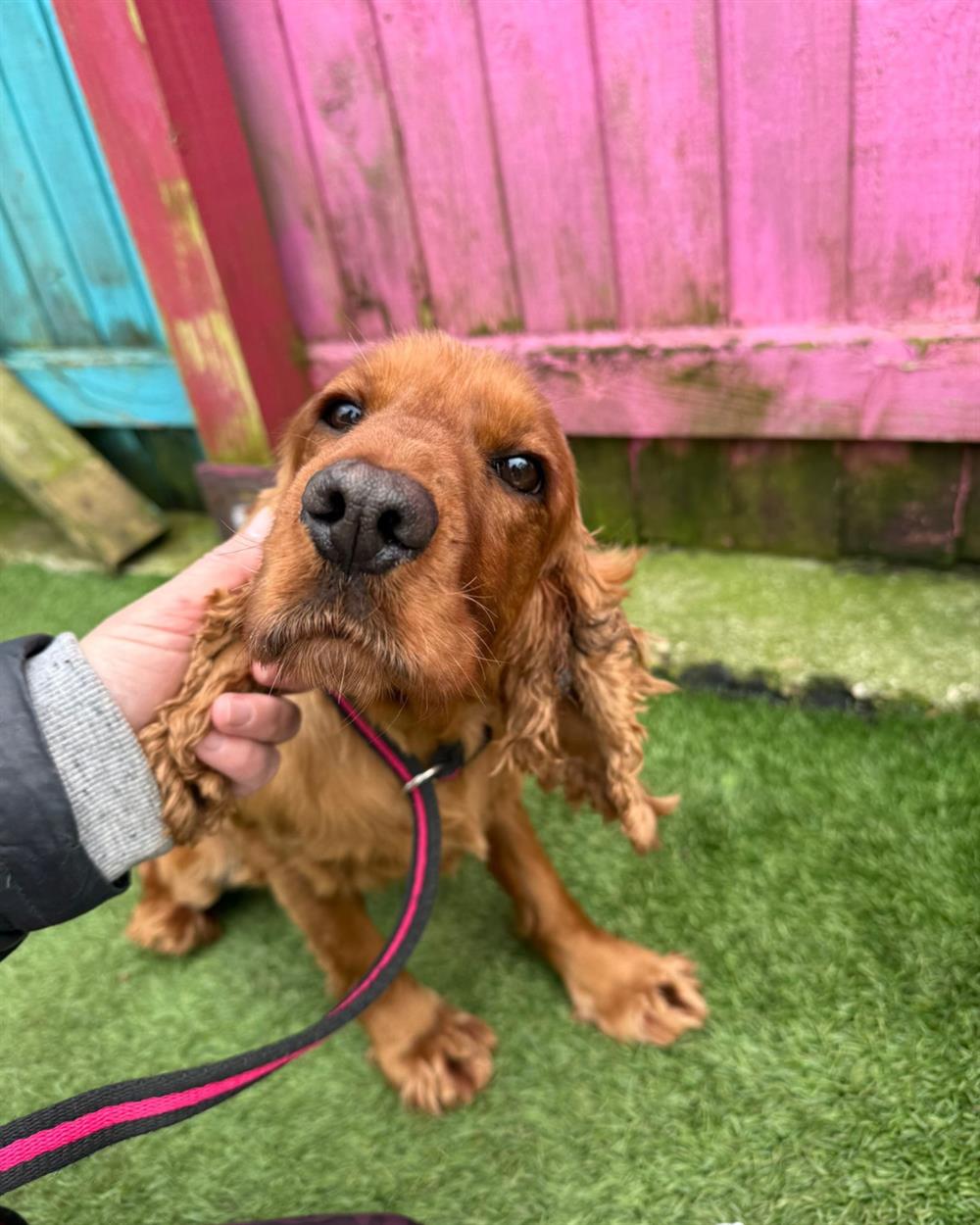 Wren, a 6 years old female Cocker Spaniel available for adoption from St Giles Animal Welfare in Taunton, Somerset