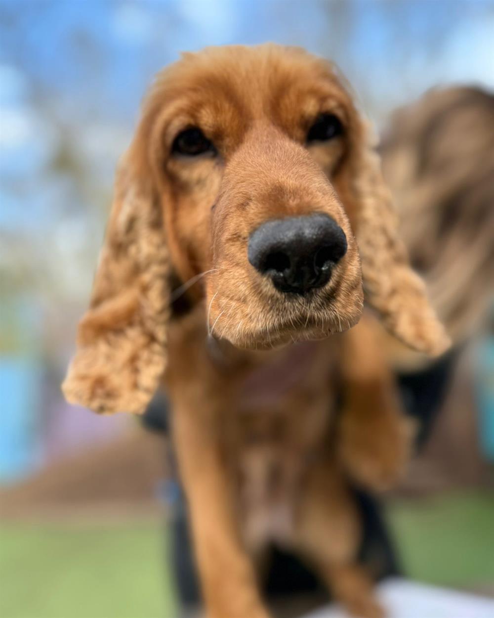 Bumble, a 8 years old female Cocker Spaniel available for adoption from St Giles Animal Welfare in Taunton, Somerset