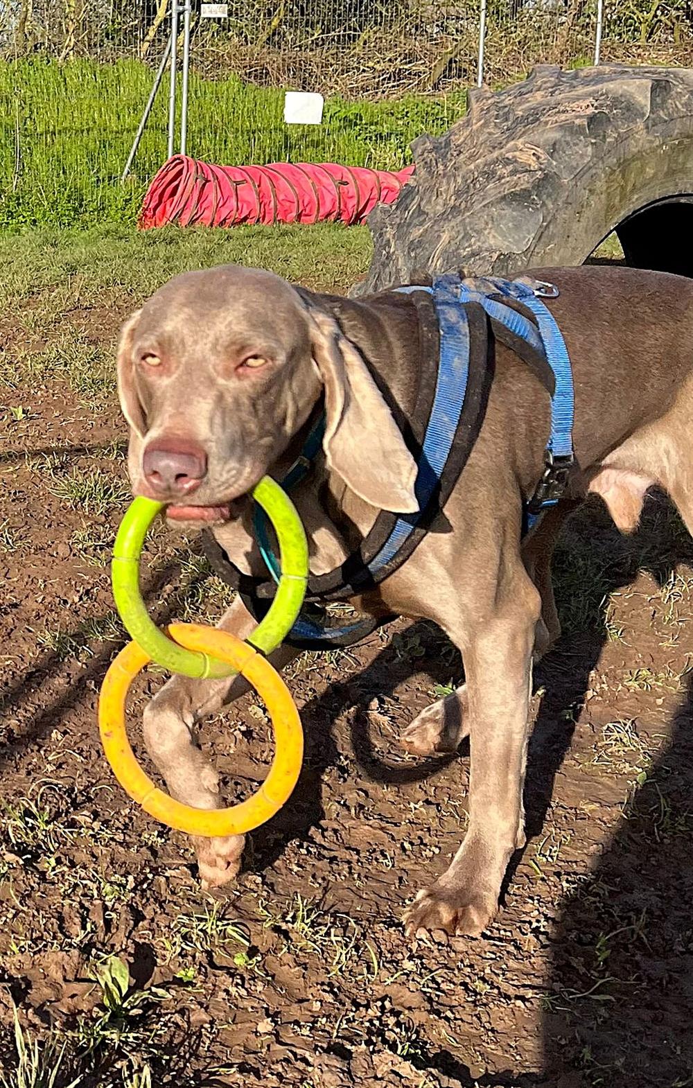 Harley, a 2 years old male Weimaraner available for adoption from St Giles Animal Welfare in Somerset