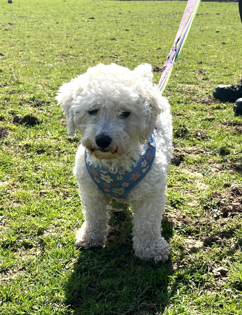 Lamb, a 7 years old female Bichon Frise available for adoption from St Giles Animal Welfare in Somerset