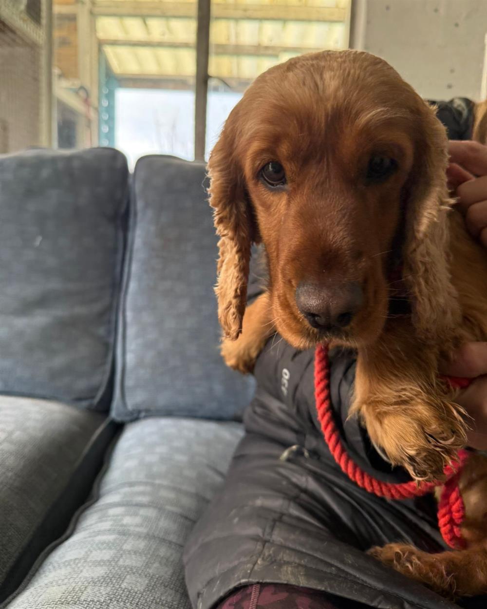 Primrose, a 7 years old female Cocker Spaniel available for adoption from St Giles Animal Welfare in Somerset