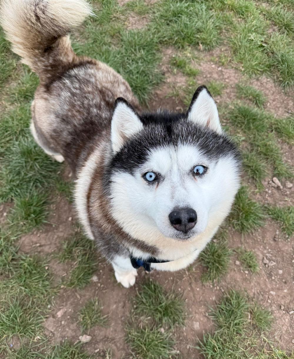 Aero, a 8 years old female Siberian Husky available for adoption from St Giles Animal Welfare in Somerset