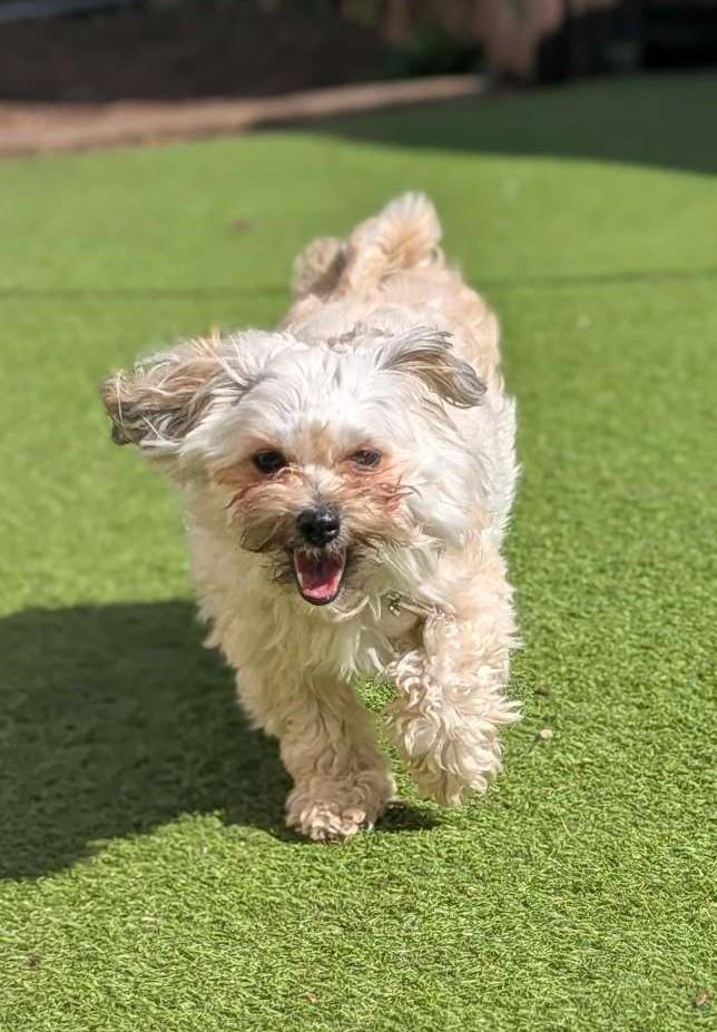 Rizzo, a 1 year old female Maltese available for adoption from St Giles Animal Welfare in Somerset