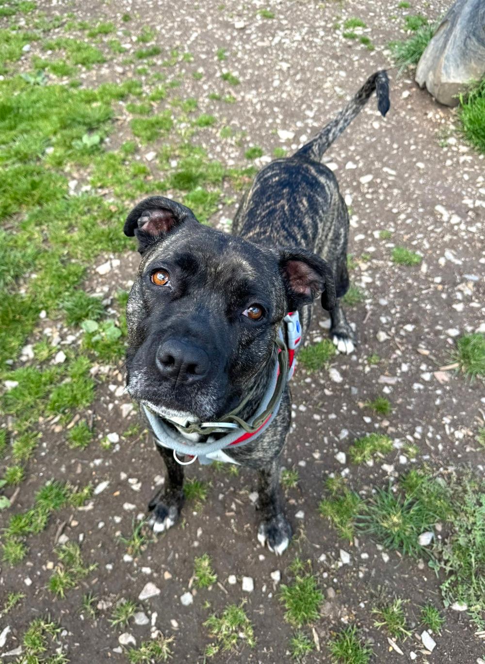 Leela, a 5 years old female Cane Corso x Staffordshire Bull Terrier available for adoption from St Giles Animal Welfare in Somerset