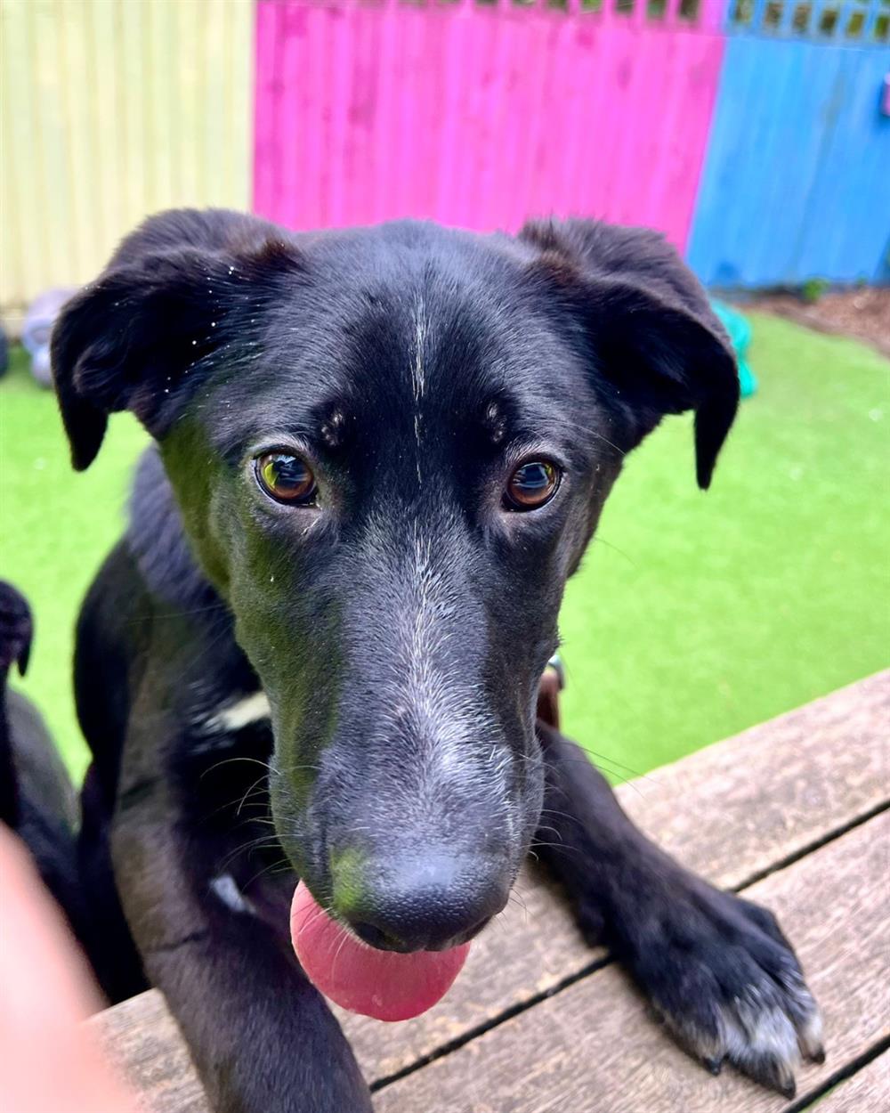 Devon, a 6 months old male Collie x Labrador available for adoption from St Giles Animal Welfare in Somerset