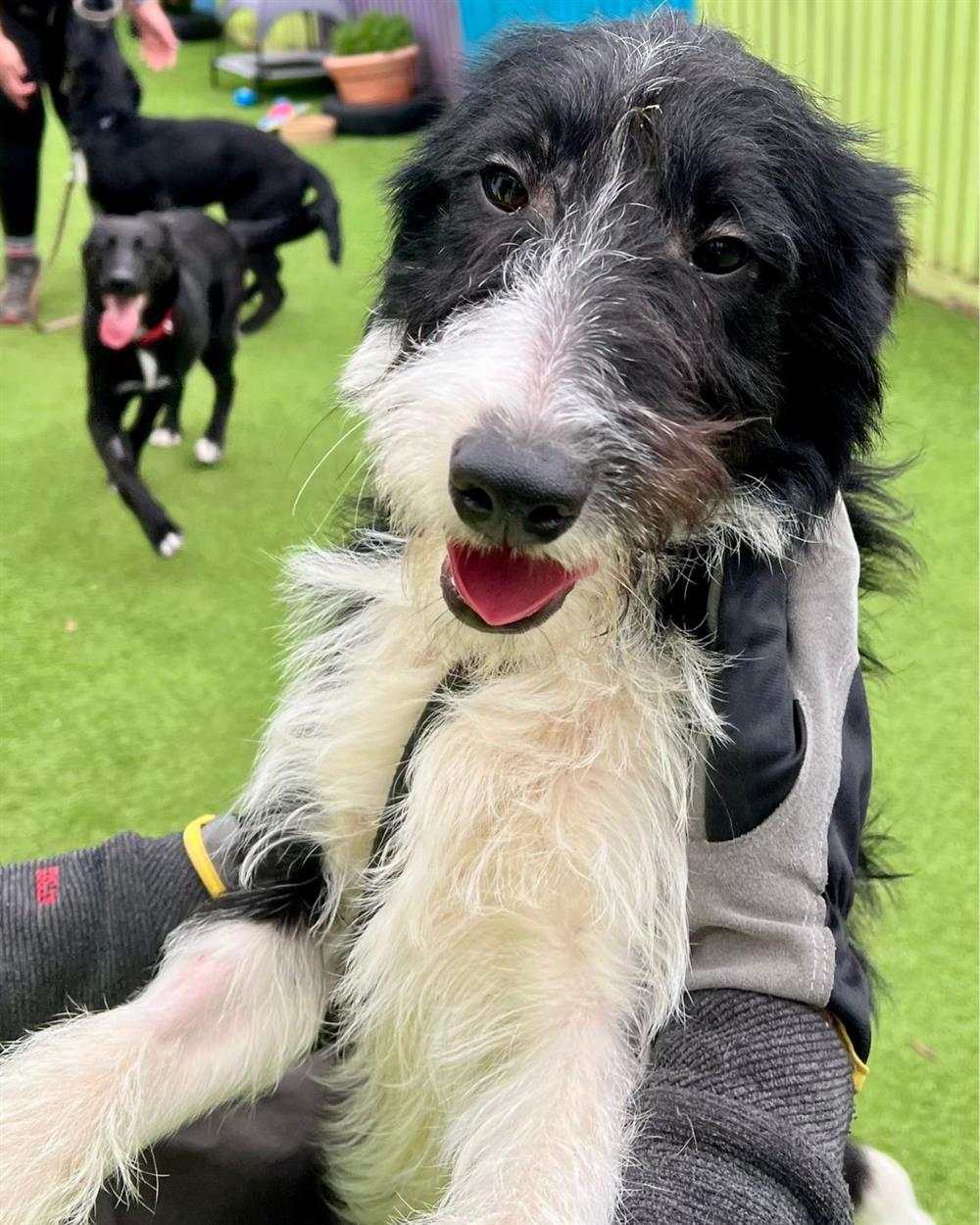 Finley, a 9 months old male Collie available for adoption from St Giles Animal Welfare in Somerset