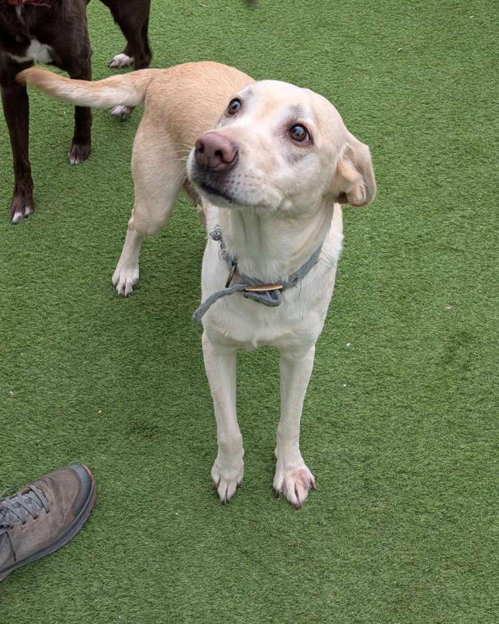 Poppy, a 9 years old female Labrador available for adoption from St Giles Animal Welfare in Somerset