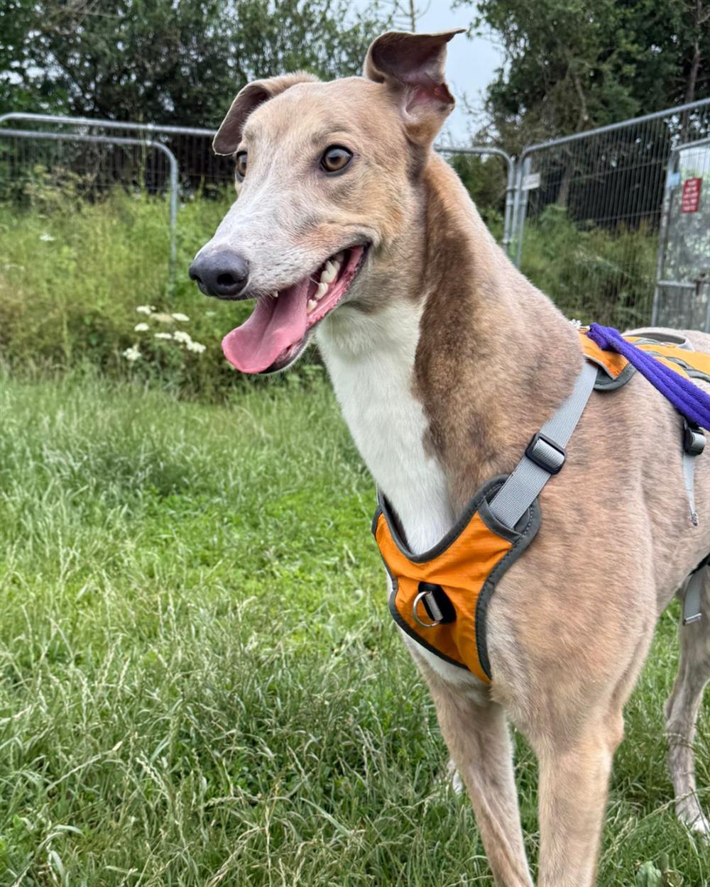 Aspall, a 3 years old female Greyhound available for adoption from St Giles Animal Welfare in Somerset