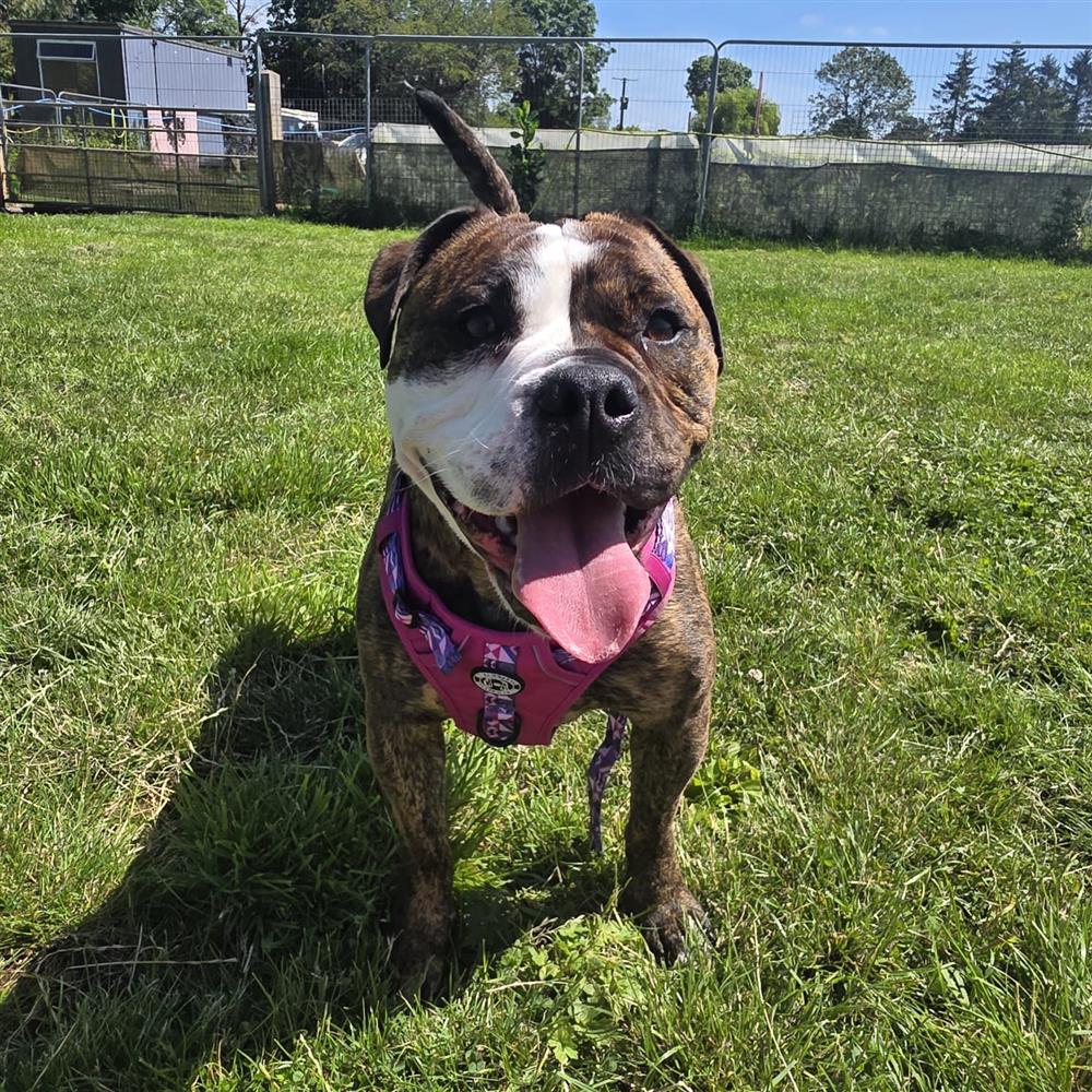 Obi, a 2 years old female Bulldog available for adoption from St Giles Animal Welfare in Somerset