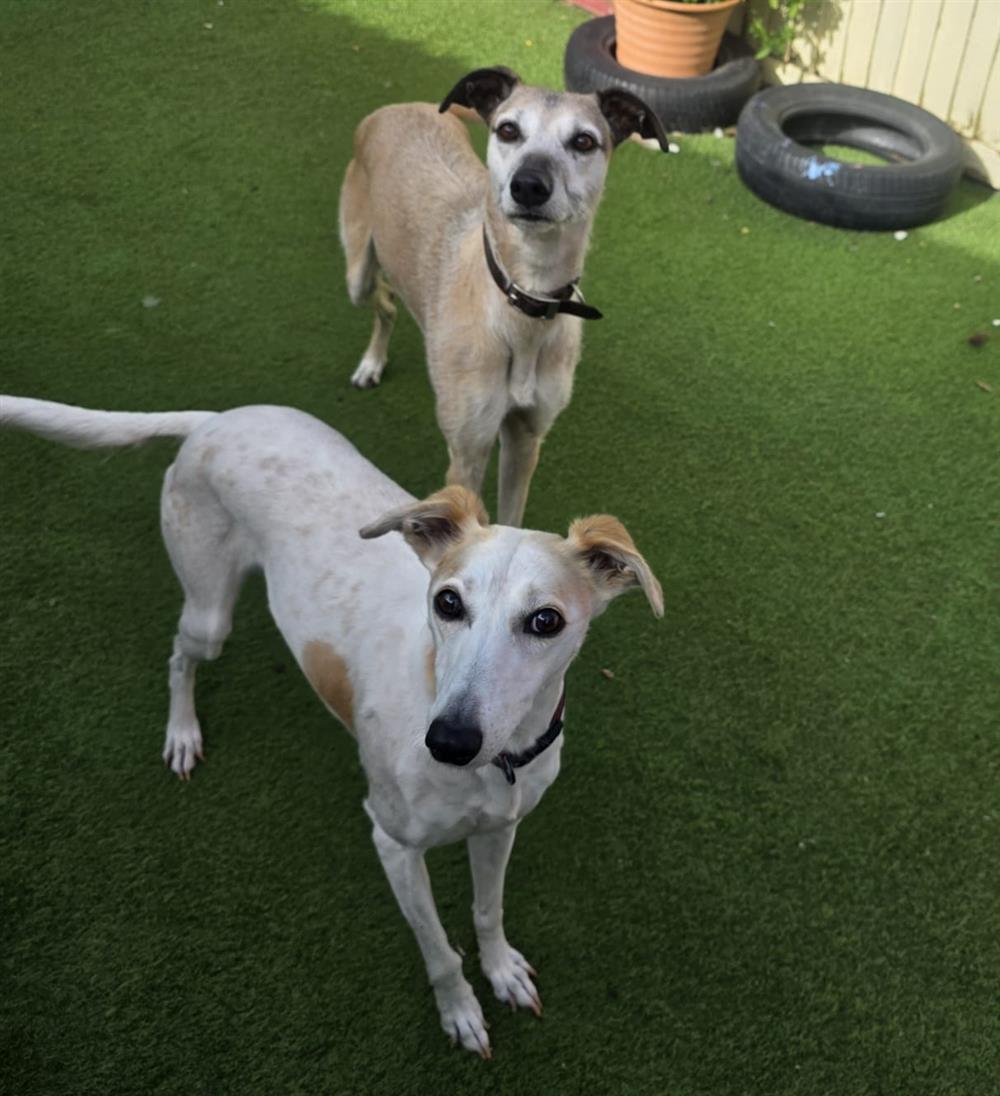 Linguini & Fettuccine, a 7 years old female Lurcher available for adoption from St Giles Animal Welfare in Somerset