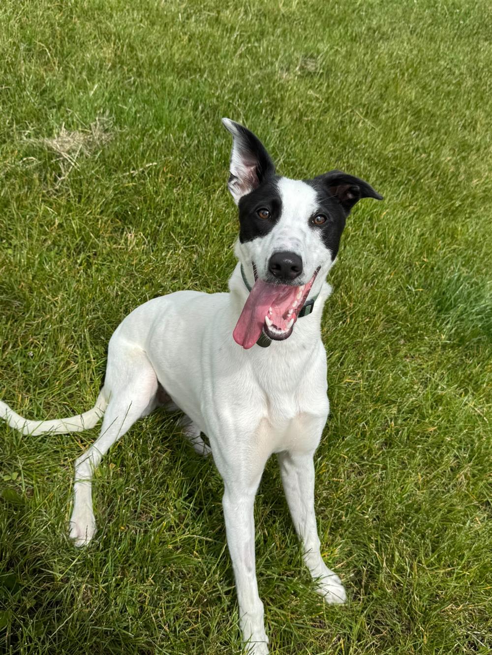 Splash, a 10 months old male Lurcher available for adoption from St Giles Animal Welfare in Somerset