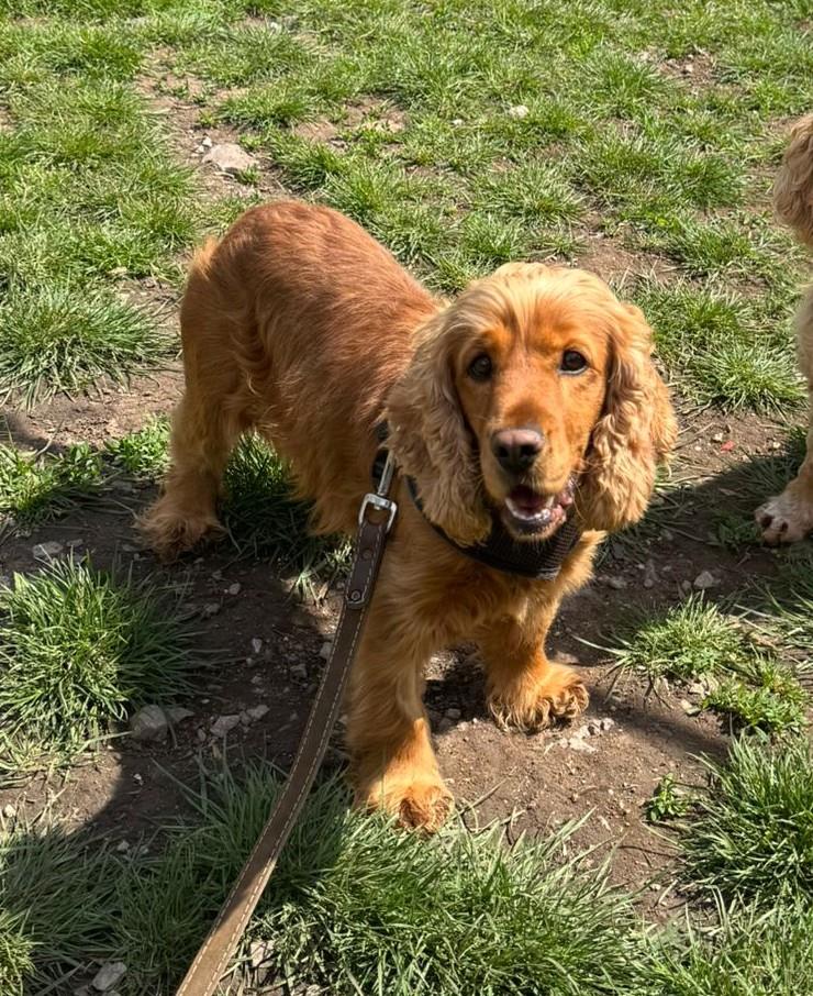 Primrose, a 7 years old female Cocker Spaniel available for adoption from St Giles Animal Welfare in Somerset