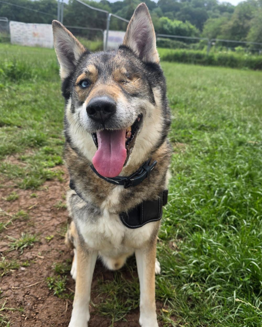 Joker, a 8 years old male German Shepherd x Siberian Husky available for adoption from St Giles Animal Welfare in Somerset