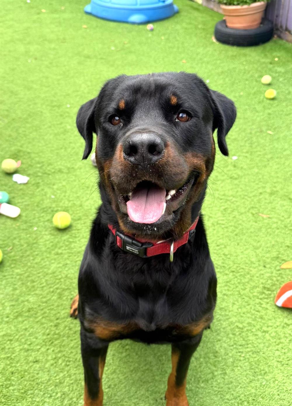 Teddy, a 2 years old male Rottweiler available for adoption from St Giles Animal Welfare in Somerset
