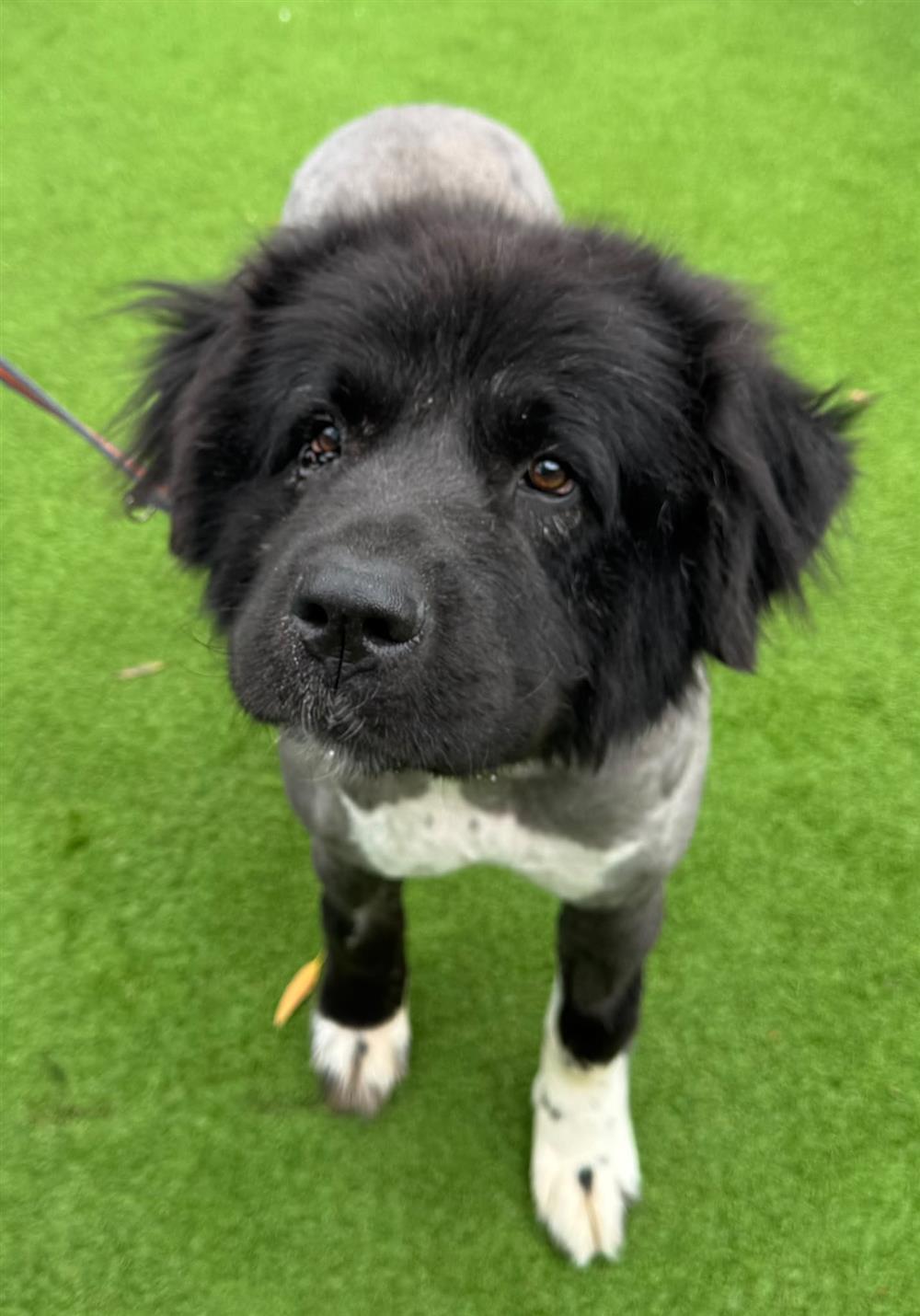 Penne, a 6 years old female Crossbreed available for adoption from St Giles Animal Welfare in Somerset
