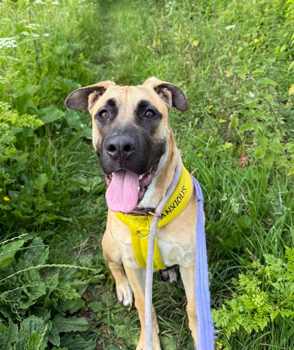 Gromit, a 9 months old male German Shepherd x Staffordshire Bull Terrier available for adoption from St Giles Animal Welfare in Somerset