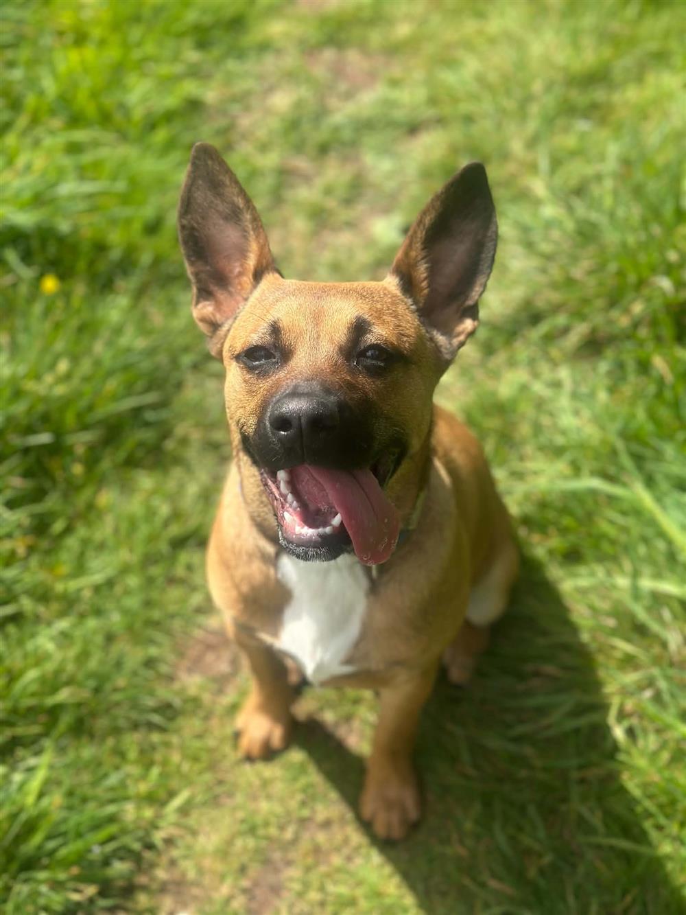 Bingo, a 8 months old male French Bulldog available for adoption from St Giles Animal Welfare in Somerset