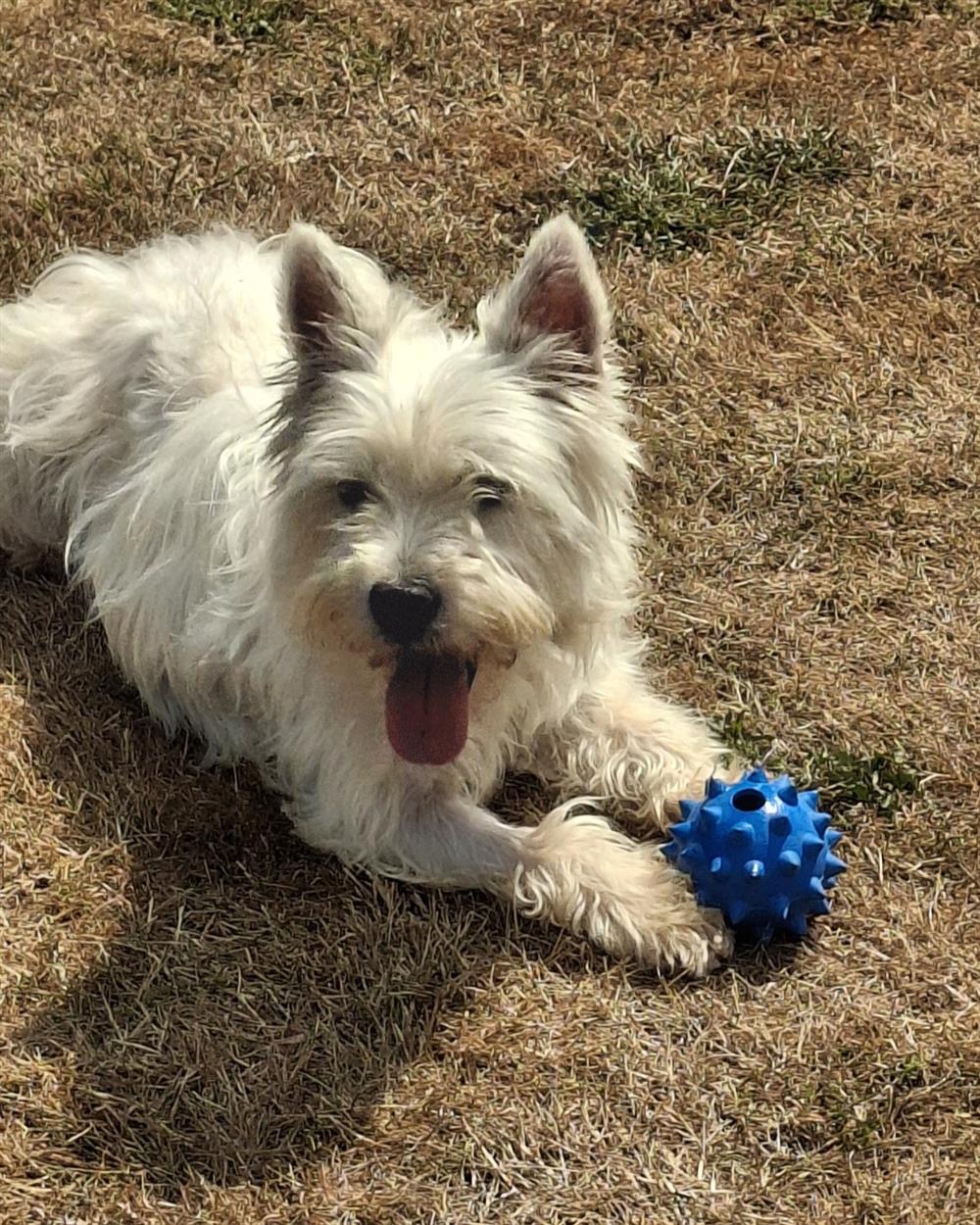 Mojito, a 3 years old female West Highland White Terrier available for adoption from St Giles Animal Welfare in Somerset