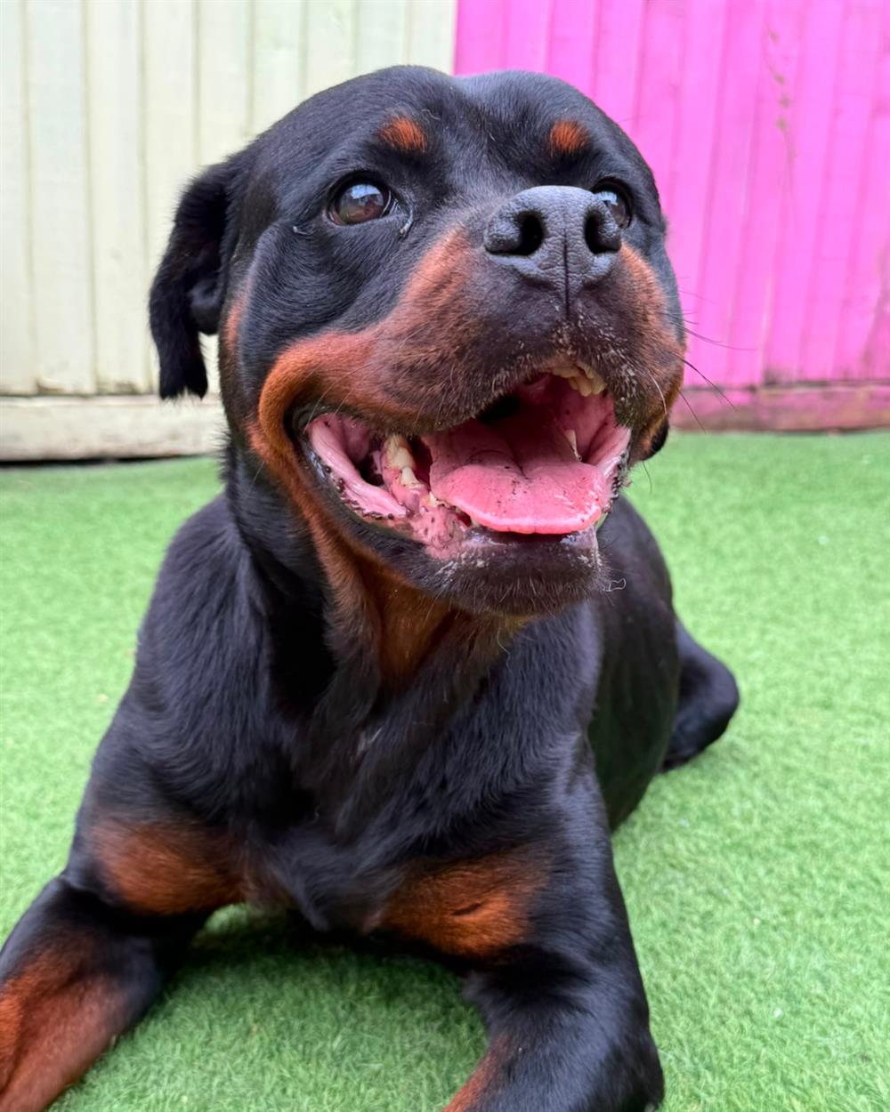 Louise, a 6 years old female Rottweiler available for adoption from St Giles Animal Welfare in Somerset