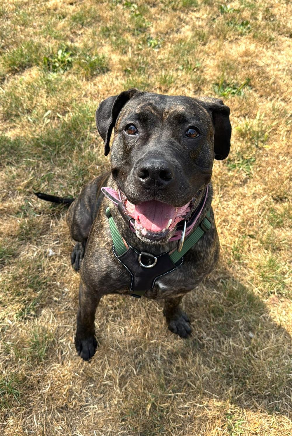 Gloria, a 5 years old female Cane Corso x Mastiff available for adoption from St Giles Animal Welfare in Somerset