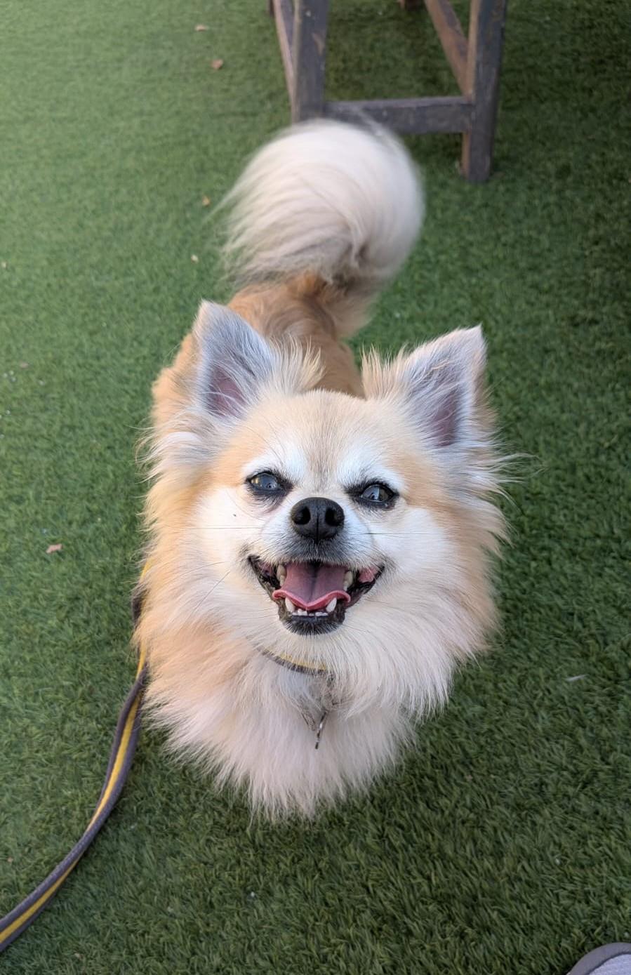 Alex, a 3 years old male Chihuahua available for adoption from St Giles Animal Welfare in Somerset