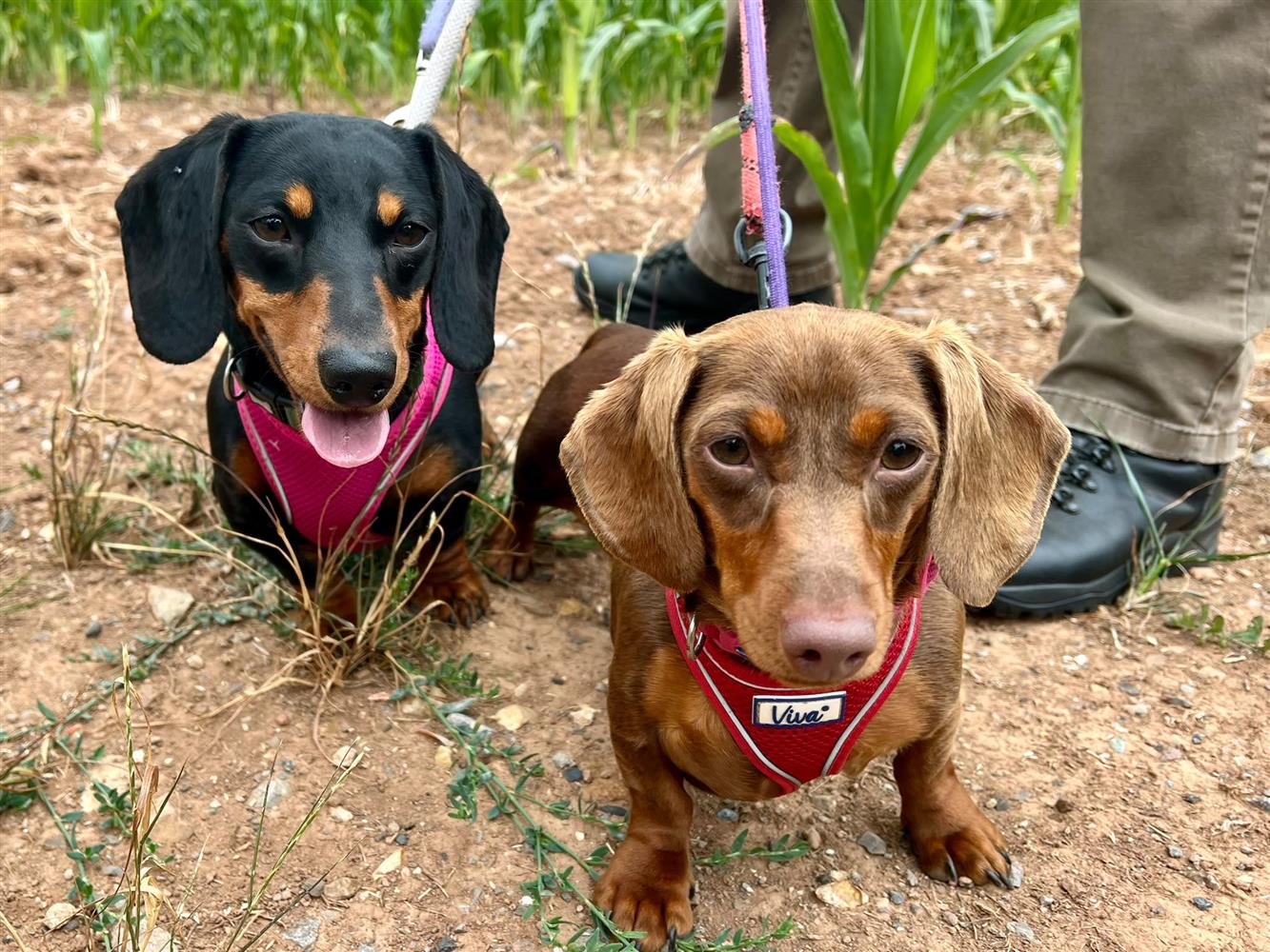 Winkie & Tinkie, a 3 years old female Dachshund available for adoption from St Giles Animal Welfare in Somerset