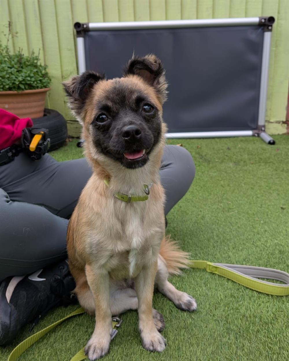 Flossy, a 1 year old female Jack Russell Terrier X Chihuahua available for adoption from St Giles Animal Welfare in Somerset