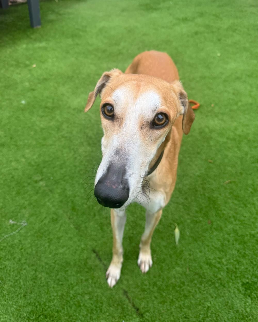 Twiglet, a 4 years old male Lurcher available for adoption from St Giles Animal Welfare in Somerset