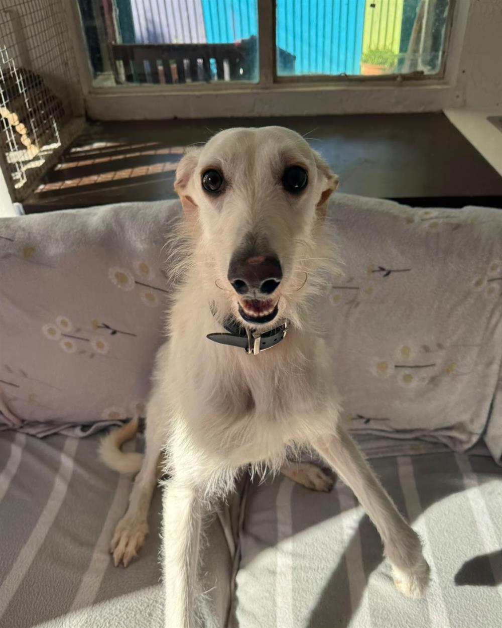 Sunny, a 4 years old male Lurcher available for adoption from St Giles Animal Welfare in Somerset