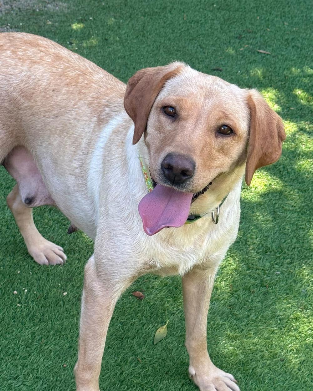 Syrup, a 4 years old female Labrador available for adoption from St Giles Animal Welfare in Somerset