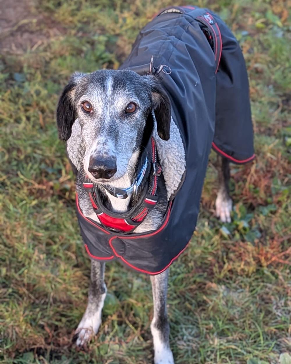 Skelly, a 10 years old male Lurcher available for adoption from St Giles Animal Welfare in Somerset