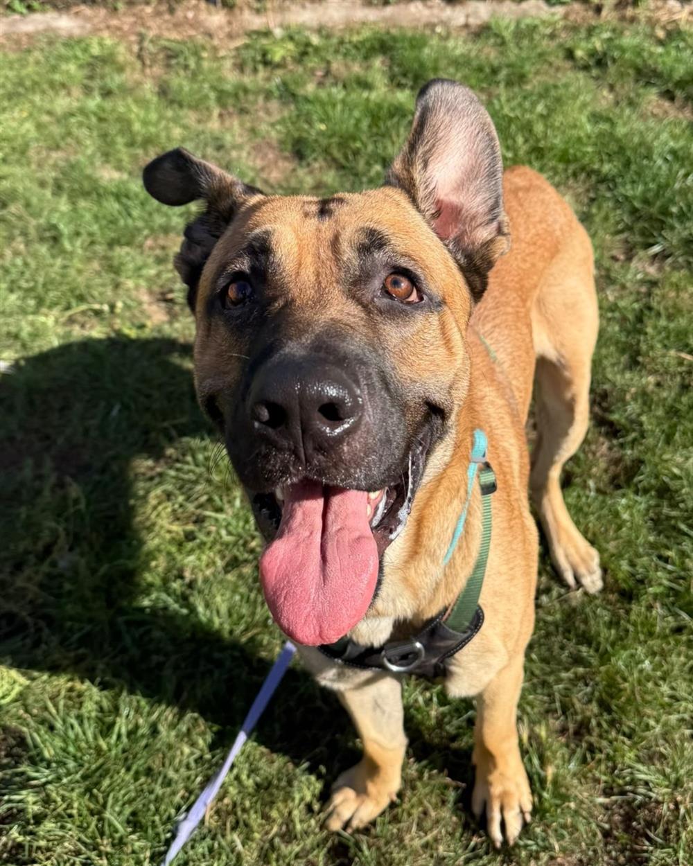 Hank, a 2 years old male German Shepherd X available for adoption from St Giles Animal Welfare in Somerset