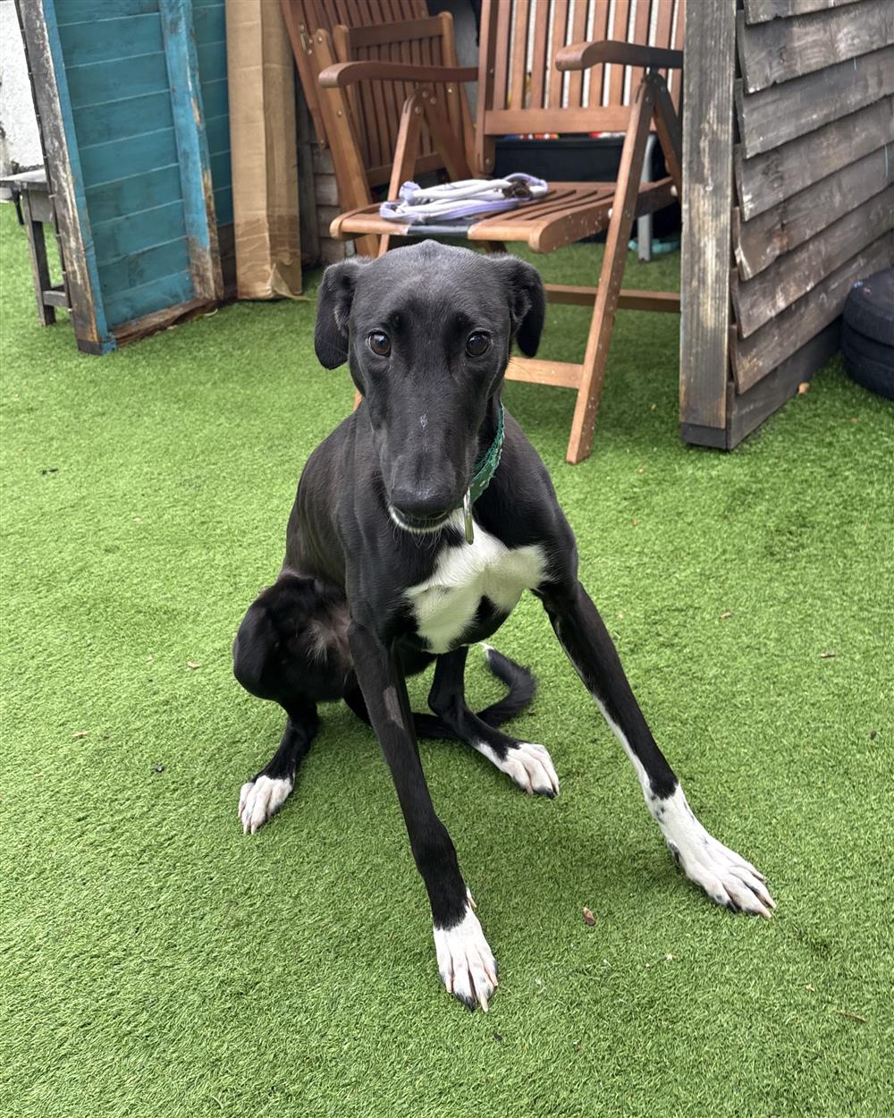 Sparrow, a 8 months old male Lurcher available for adoption from St Giles Animal Welfare in Somerset