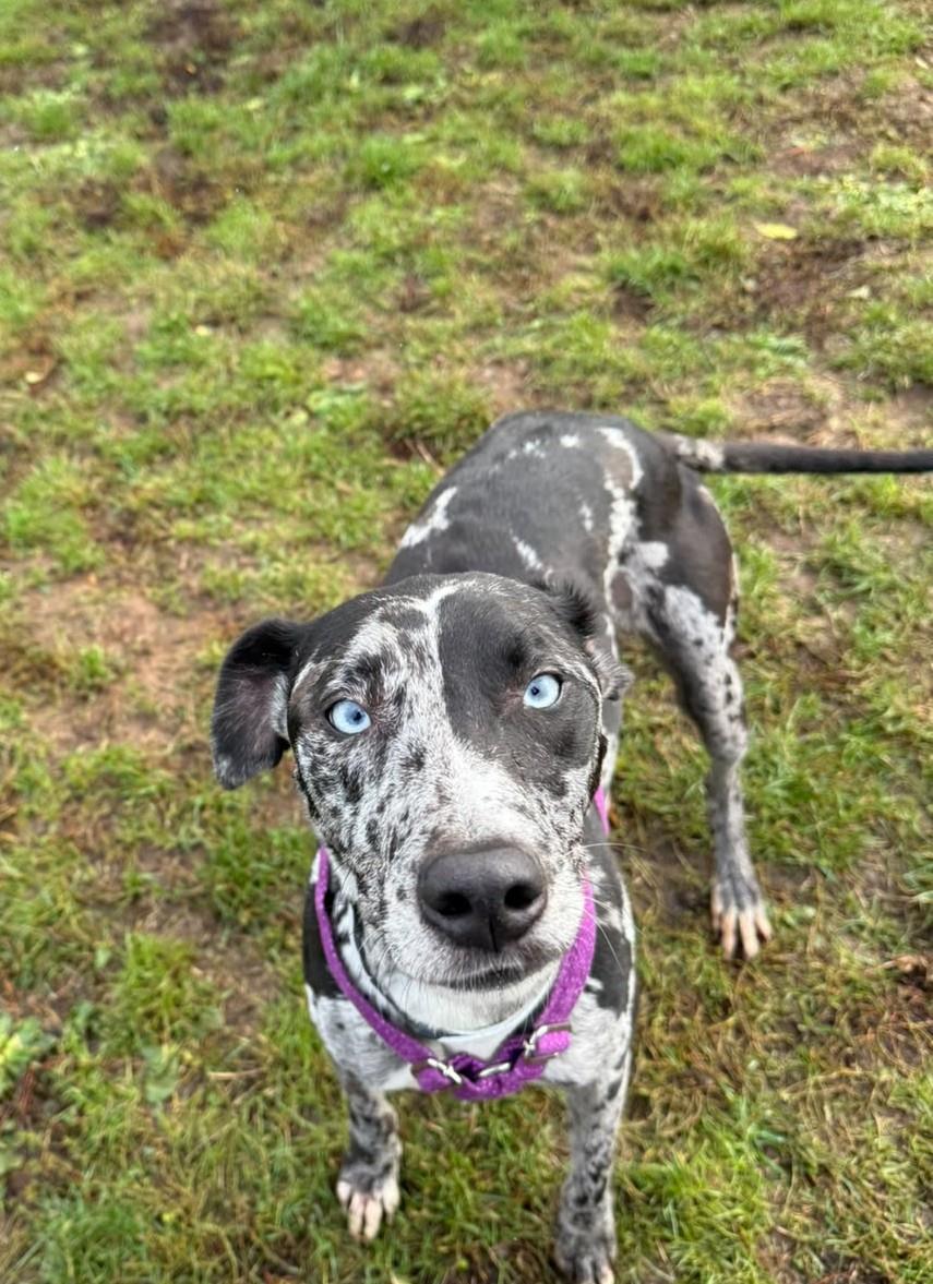Bellatrix, a 7 years old female Lurcher available for adoption from St Giles Animal Welfare in Somerset